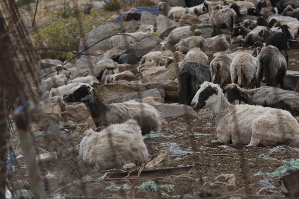 Sheep