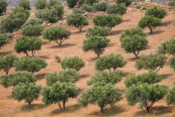 Olive groves