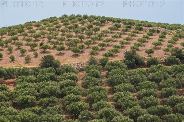 Olive mountains