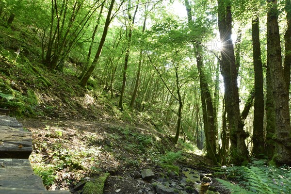 Mixed forest with hiking trail of the Nohener-Nahe loop