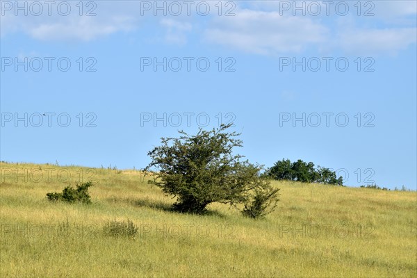 Open low mountain landscape in the Nahe region along the Nohener-Nahe-Schleife hiking trail in summer