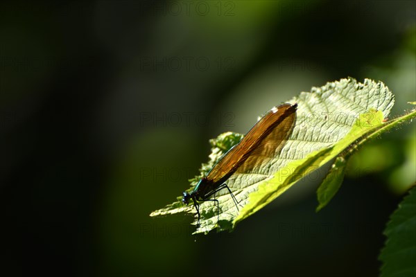 Dragonfly on the banks of the river Nahe on the Nohener-Nahe-Schleife hiking trail in Naheland