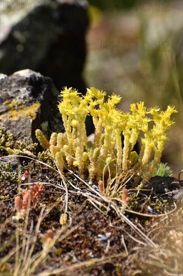 Stonecrop