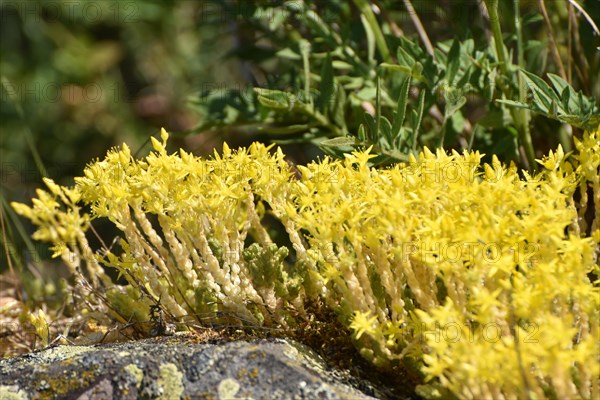 Stonecrop