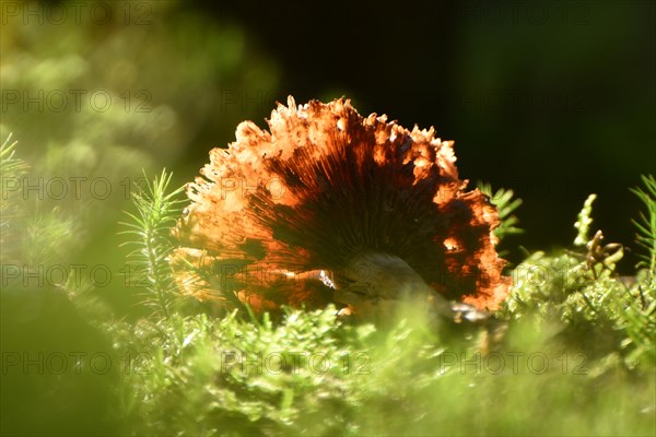 Hat of a decaying mushroom against the light