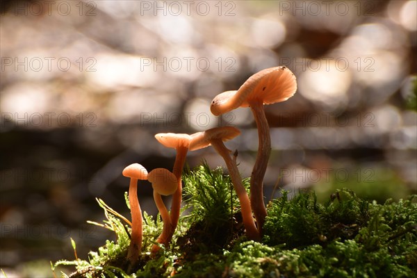 Laccaria in backlight on moss