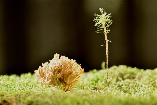 Coral fungus