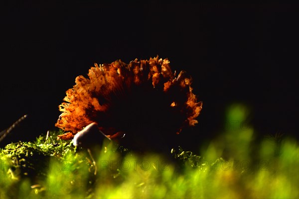 Hat of a decaying mushroom against the light