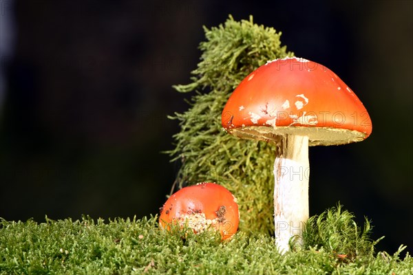 Fly agarics