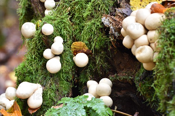 A group of pear-shaped puffball