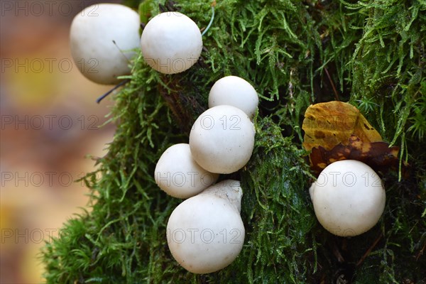 A group of pear-shaped puffball