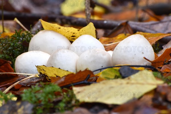 A group of pear-shaped puffball