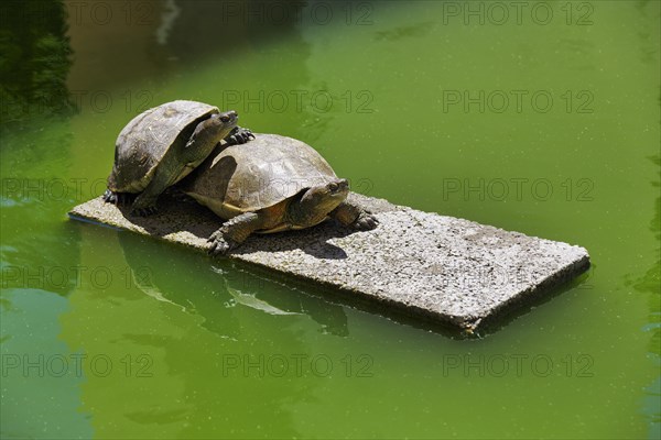 Two turtles