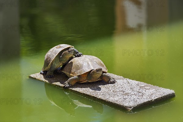 Two turtles