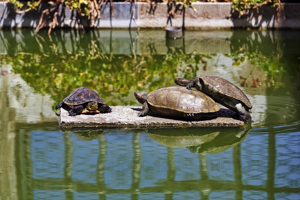 Turtles