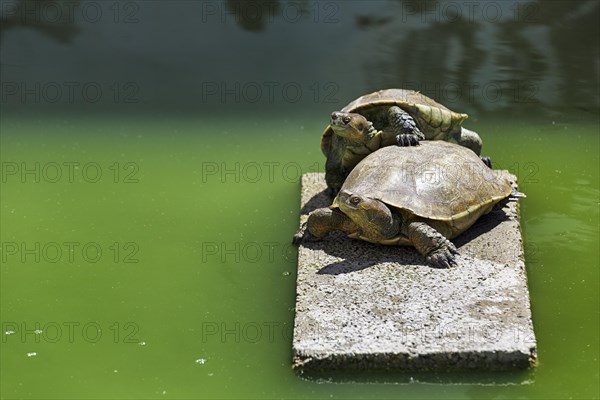 Two turtles