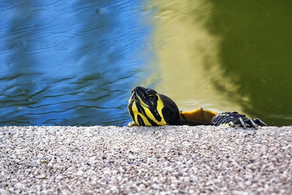 Head of a yellow-bellied tortoise