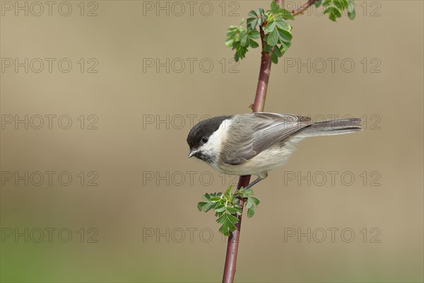 Willow tit