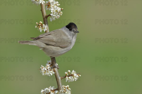 Blackcap