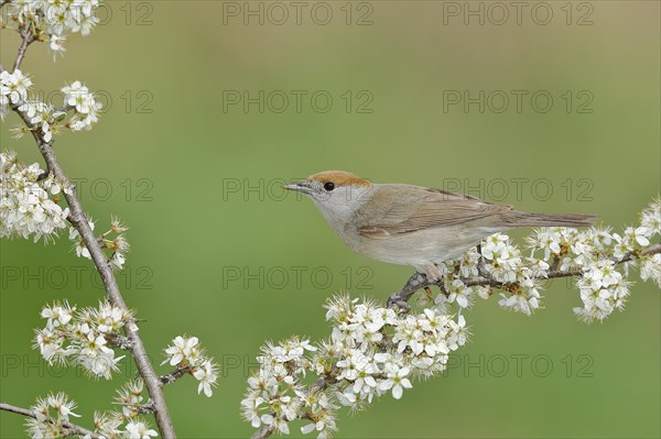 Blackcap