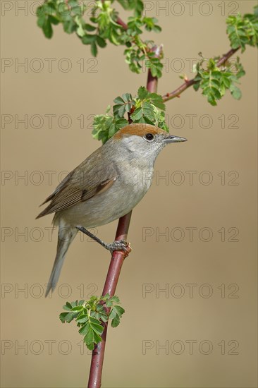 Blackcap