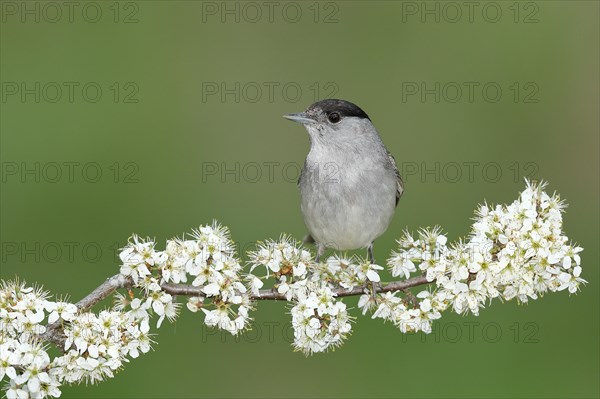 Blackcap