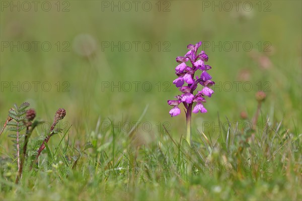 Small orchid