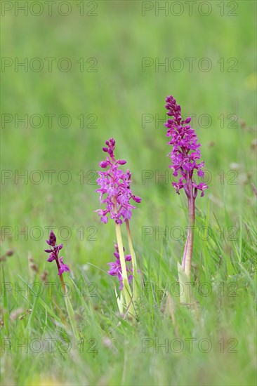 Early purple orchid