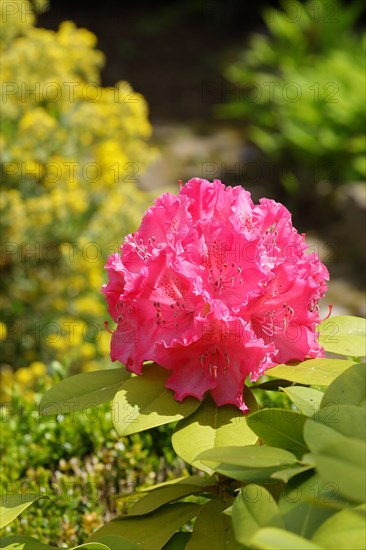 Rhododendron flowers