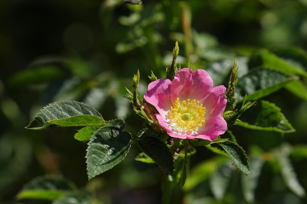 Dog rose