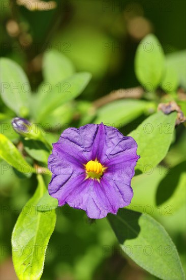 Blue blue potato bush