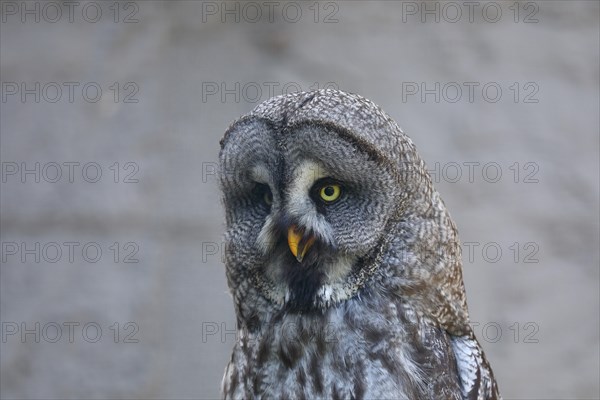 Great Grey Owl