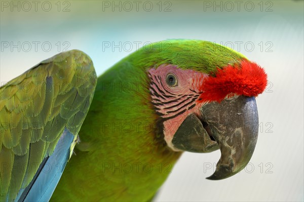 Great green macaw