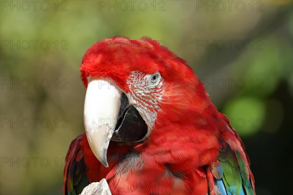 Red-and-green macaw