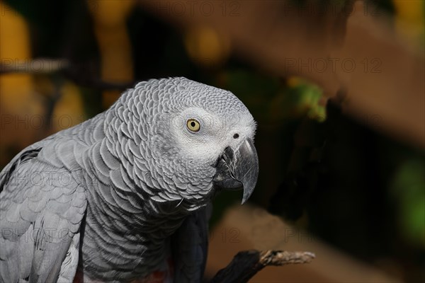 Grey parrot