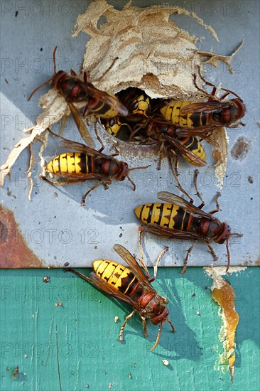 European hornet