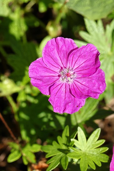 Bloody cranesbill