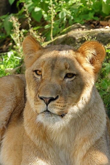 African lion