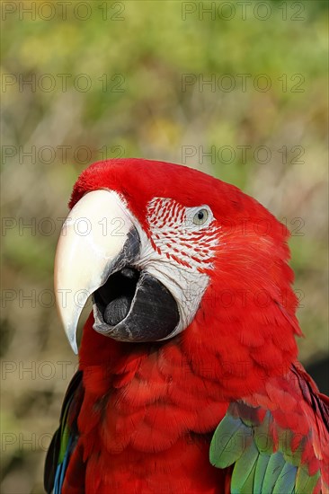 Red-and-green macaw