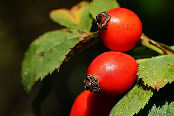 Ripe rosehip fruit of the dog rose