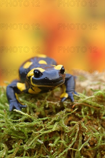 Fire salamander