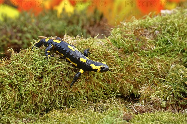 Fire salamander