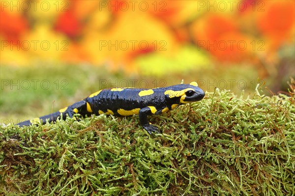 Fire salamander