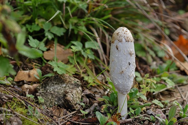 Shaggy ink cap