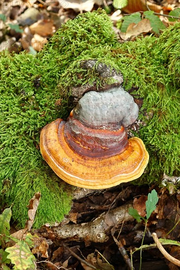 Tree fungus