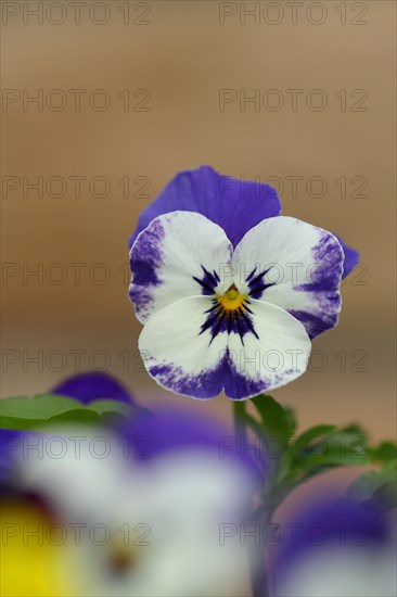 Horned violet