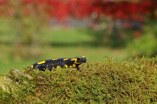 Fire salamander