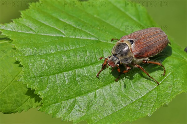 Cockchafer