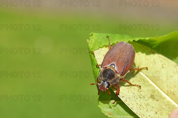 Cockchafer