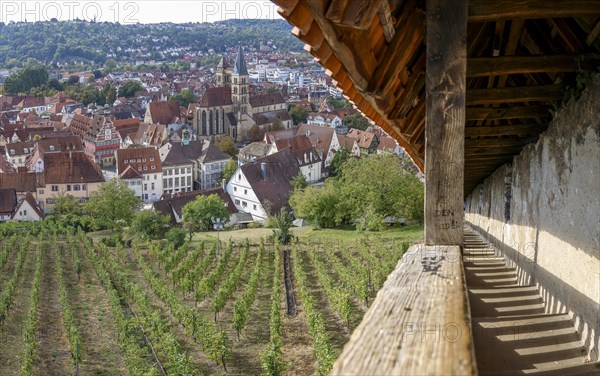 Panorama of Esslingen and Seilergang from Esslingen Castle with vineyards